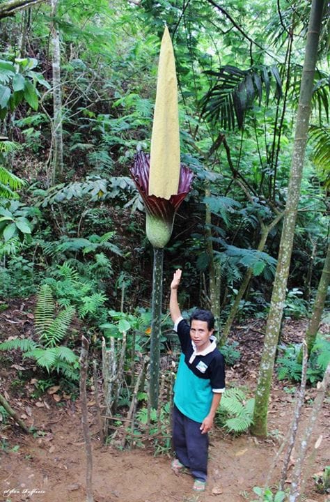 Perbedaan Bunga Rafflesia Dan Bunga Bangkai Garuda Bengkulu