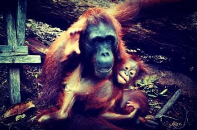 Taman Nasional Tanjung Puting, Si Cantik nan Mendebarkan 50 Taman Nasional Tanjung Puting, Si Cantik nan Mendebarkan 2