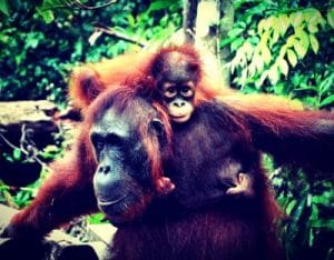 Taman Nasional Tanjung Puting, Si Cantik nan Mendebarkan 53 Taman Nasional Tanjung Puting, Si Cantik nan Mendebarkan 5