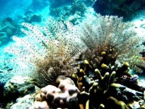 Wisata Pulau Hari Kabupaten Konawe Selatan 52 Wisata Pulau Hari Kabupaten Konawe Selatan 3