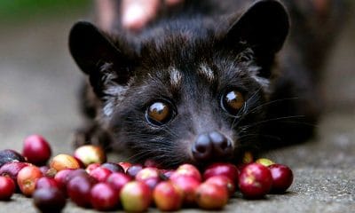 TV Japan onair - Kopi Luwak Kepahiang 51 Kopi Luwak