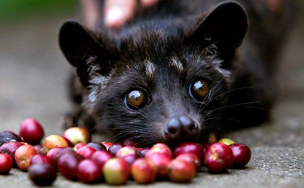 TV Japan onair - Kopi Luwak Kepahiang 50 Kopi Luwak