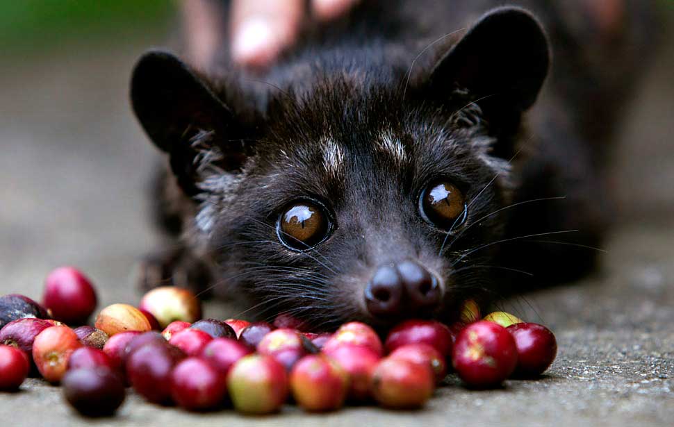 Kopi Luwak