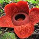 Bunga Rafflesia Bengkulu