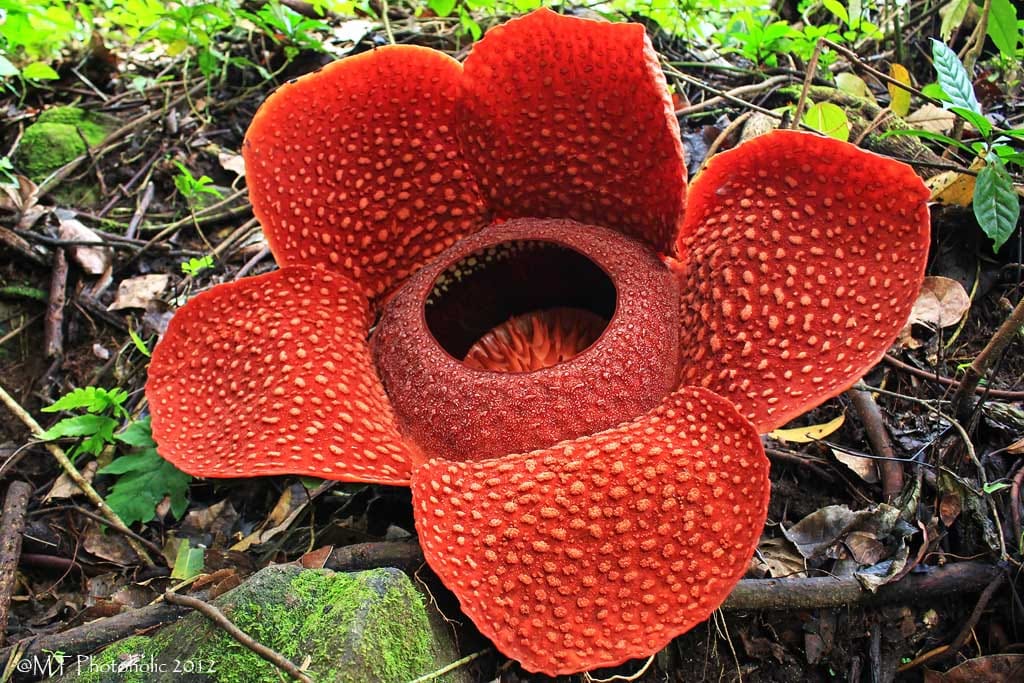 Perbedaan Bunga  Rafflesia dan Bunga  Bangkai Garuda Bengkulu