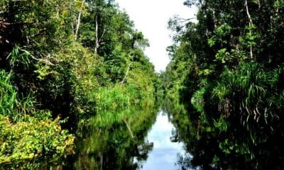 Taman Nasional Tanjung Puting, Si Cantik nan Mendebarkan 49 Taman Nasional Tanjung Puting, Si Cantik nan Mendebarkan