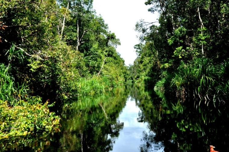 Taman Nasional Tanjung Puting, Si Cantik nan Mendebarkan