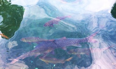 Wisata Ikan Dewa Cibulan (6)
