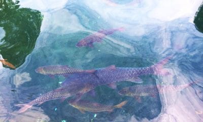 Wisata Ikan Dewa Cibulan Cirebon 45 Wisata Ikan Dewa Cibulan (6)