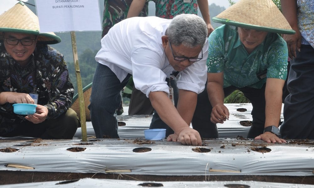 Impor Bawang Putih Indonesia Mencapai 15 Triliyun 45 bawang putih 2