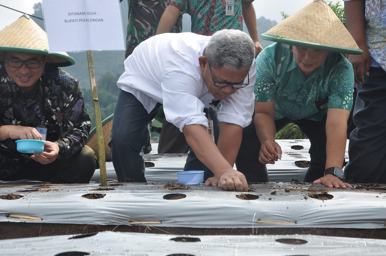 Impor Bawang Putih Indonesia Mencapai 15 Triliyun 41 bawang putih 2