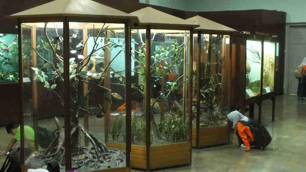 Zoologi Museum di Bogor dengan beribu jenis faunanya