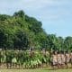 HUT RI ke 71 : Festival Seni Budaya di Enggano Berlangsung Meriah 50 Sekilas Tentang Pulau Enggano, Raja Ampatnya Bengkulu 1