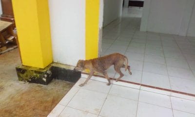 “Kaget” Saat Melihat Anjing Kurap Di Bangunan Gedung Baru DPRD BU 47 anjing kurap
