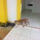 “Kaget” Saat Melihat Anjing Kurap Di Bangunan Gedung Baru DPRD BU 48 anjing kurap