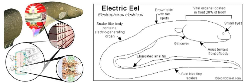 Bagaimana Belut Listrik Menghasilkan Listrik 2