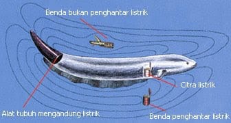 Bagaimana Belut Listrik Menghasilkan Listrik