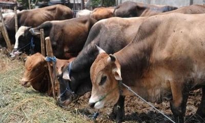Kemenag Berkurban 6 Ekor Sapi ,Bupati ,BU Sholat Idul Adha 1437 H Di Padang Jaya 53 sapi kurban 1