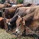 Kemenag Berkurban 6 Ekor Sapi ,Bupati ,BU Sholat Idul Adha 1437 H Di Padang Jaya 54 sapi kurban 1