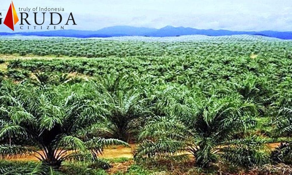 PT SIL Diduga Merambah 684 Hektar Lebih Hutan Produksi