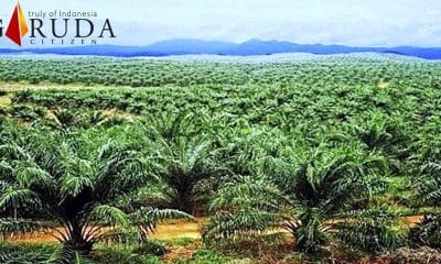PT SIL Diduga Merambah 684 Hektar Lebih Hutan Produksi 41 PT SIL Diduga Merambah 684 Hektar Lebih Hutan Produksi