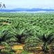 PT SIL Diduga Merambah 684 Hektar Lebih Hutan Produksi 42 PT SIL Diduga Merambah 684 Hektar Lebih Hutan Produksi