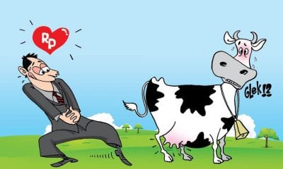 Aneh.. Ada Seorang Kakek Cabuli Anak Sapi 45 sapi perah wawan b