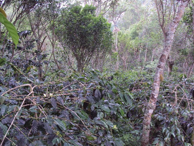 Petani Kopi Di Kepahiang Mengeluh Karena Curah Hujan Tinggi 41