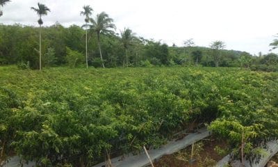 kebun cabe