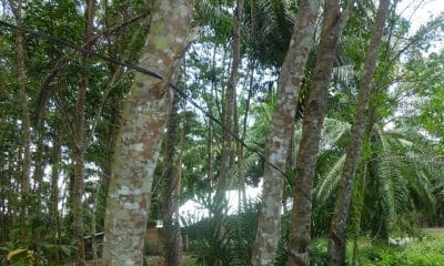 Jaringan Kabel Listrik Unit 2