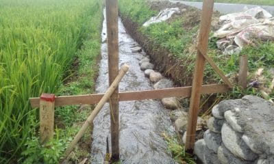 Jokowi Batal Berkunjung, Pekerjaan Proyek Irigasi Sawah Kemumu Mandek 51 37884657 2049296868721857 5372477477060870144 n