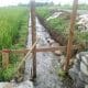 Jokowi Batal Berkunjung, Pekerjaan Proyek Irigasi Sawah Kemumu Mandek 52 37884657 2049296868721857 5372477477060870144 n