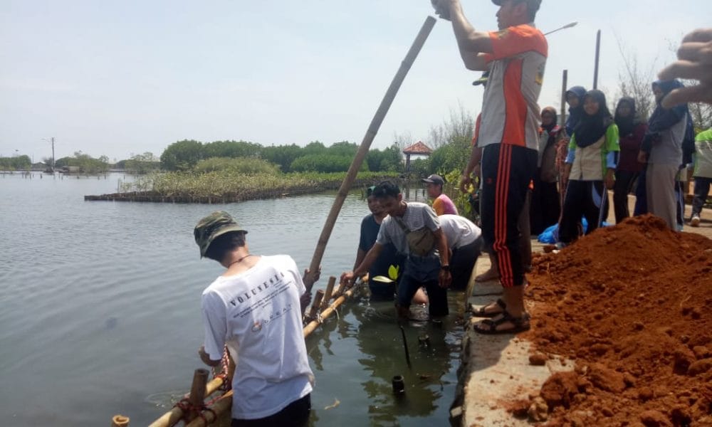 Selamatkan Pantai Pekalongan, Aksi Penanaman Mangrove Digalakkan 50 Komunitas Great of Pekalongan