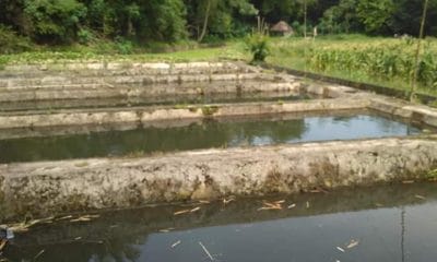 Kacau, Pemkab Rejang Lebong Salurkan 10 Ribu Bibit Ikan Tanpa Pakan 54 Kolam Kelompok Tani Desa Rimbo Recap