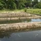 Kacau, Pemkab Rejang Lebong Salurkan 10 Ribu Bibit Ikan Tanpa Pakan 55 Kolam Kelompok Tani Desa Rimbo Recap