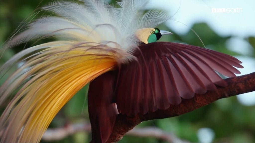 Burung Cendrawasih - Raja Ampat Papua