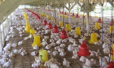 Warga Tolak Pembangunan Kandang Ayam Broiler