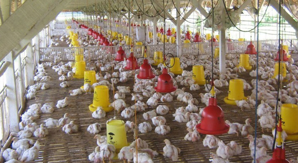 Warga Tolak Pembangunan Kandang Ayam Broiler