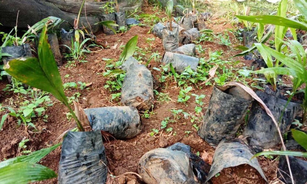 Bibit Sawit Rusak, Warga Sesalkan Sikap Kades Taba Tembilang