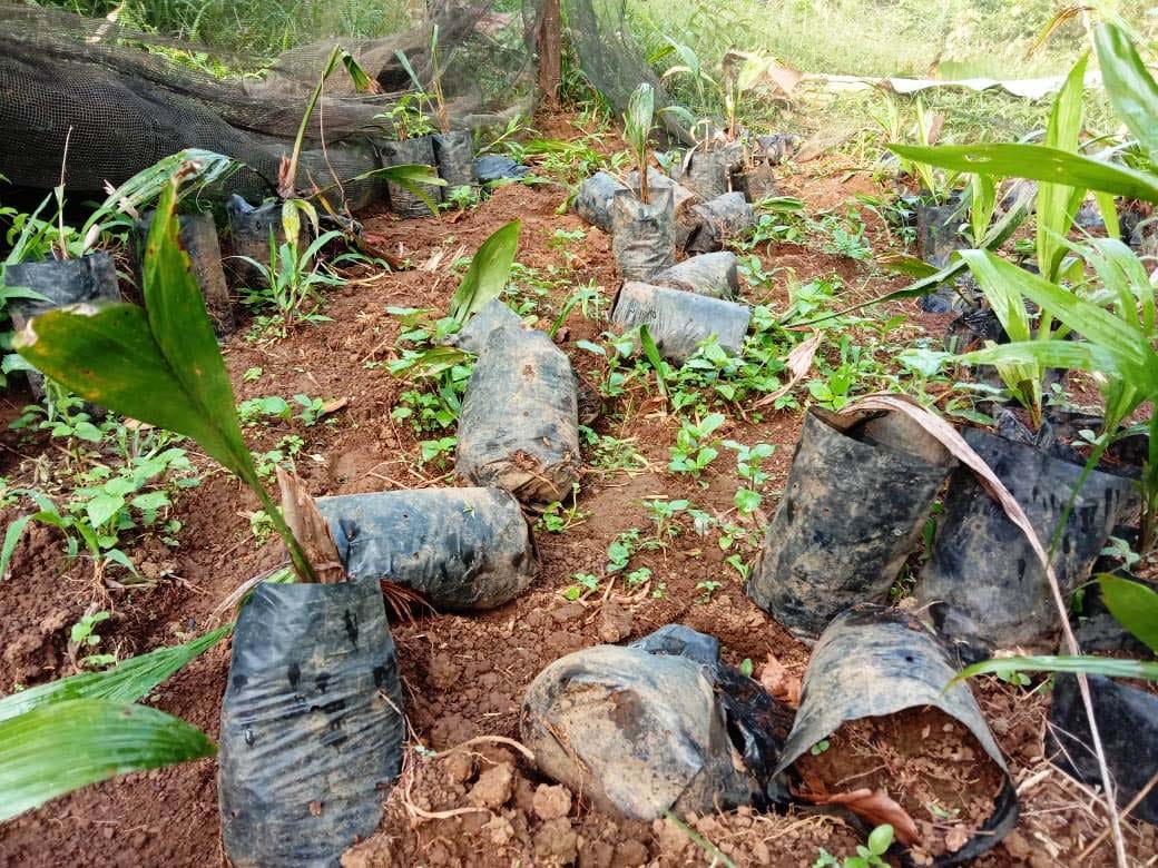 Bibit Sawit Rusak, Warga Sesalkan Sikap Kades Taba Tembilang