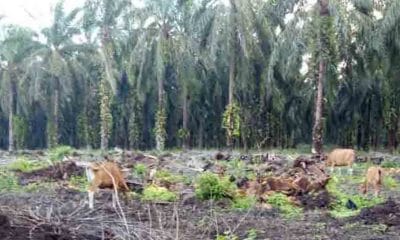 Program Replanting Sawit di Bengkulu Utara Menuai Banyak Masalah