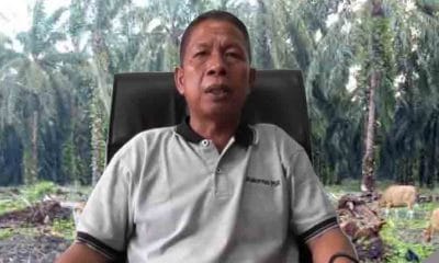 Soal Replanting Sawit di Bengkulu Utara, Begini Kata Sasman