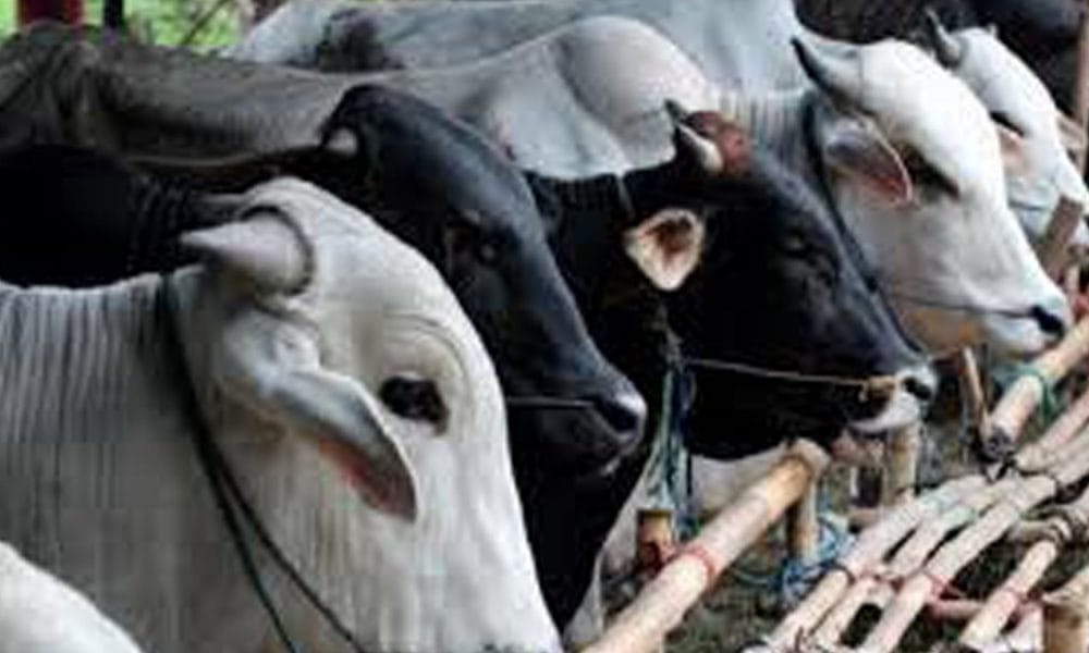 Idul Adha 1440 H, Bupati Rejang Lebong Serahkan 13 Ekor Sapi Kurban