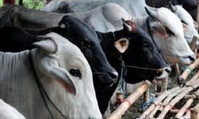 Idul Adha 1440 H, Bupati Rejang Lebong Serahkan 13 Ekor Sapi Kurban