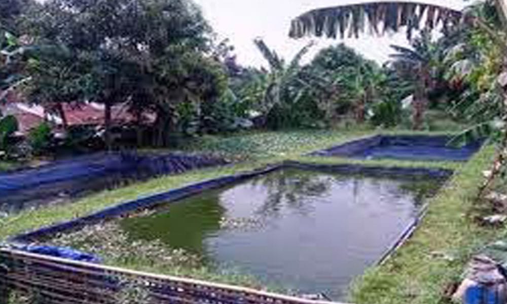 Dinas Perikanan Bengkulu Utara Terima Dana 1 M Untuk 21 Pokdakan