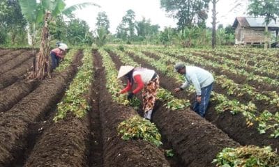 harapan petani rejang lebong