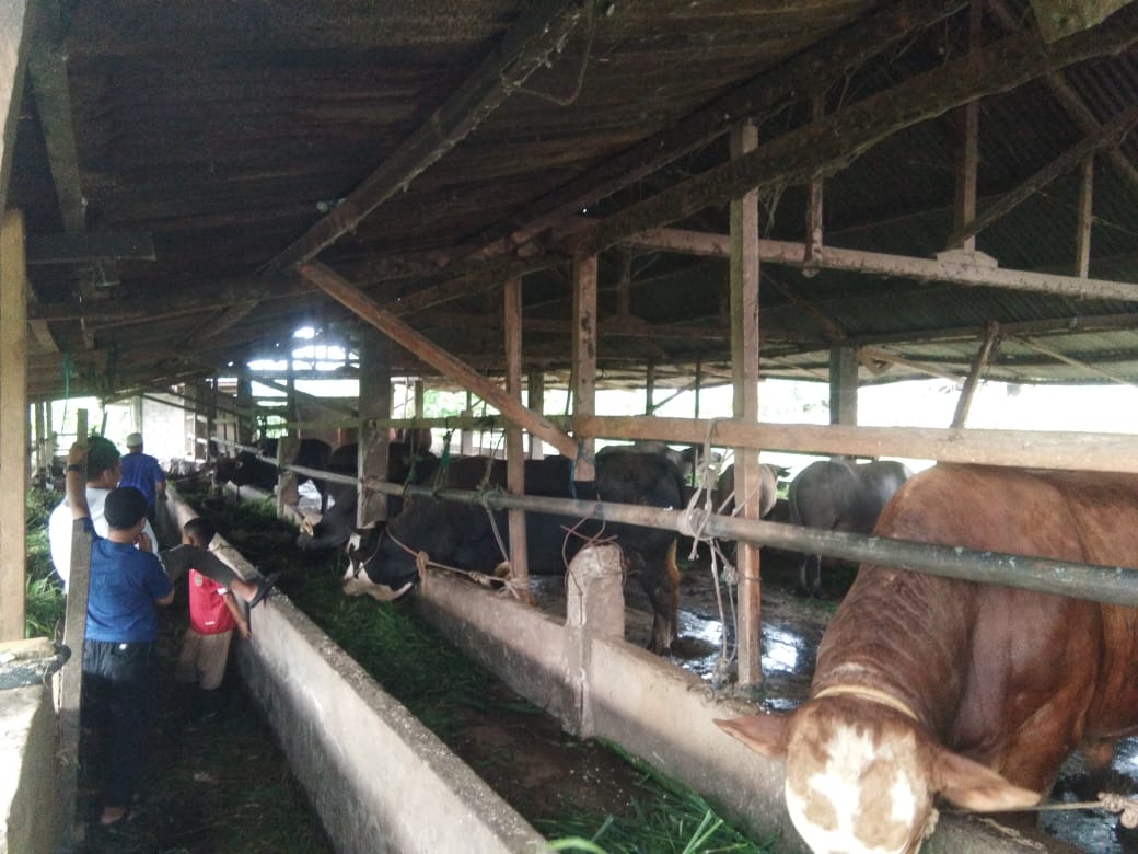 Wabah Penyakit Jembrana di Rejang Lebong Serang 15 Ternak Sapi di Desa Cawang Lama 41 penyakit jembrana di Rejang Lebong